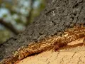 Struttura stratificata di un tronco d'albero, con corteccia scura e interno poroso che dimostra come il sughero è ignifugo.