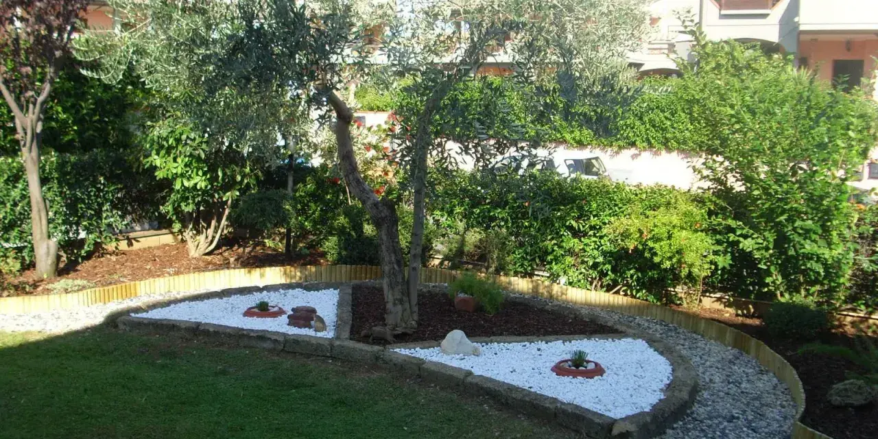 Giardino zen con ulivo e aiuole di sassi bianchi, un'idea per un angolo di pace.