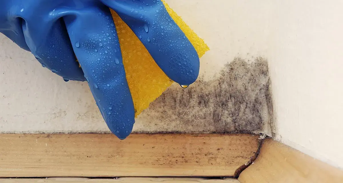 Mano con guanto blu e spugna gialla pulisce la muffa da un angolo. Un passo per togliere odore di muffa dal compensato.