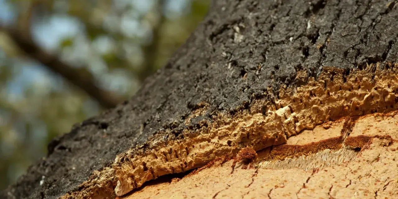 Struttura stratificata di un tronco d'albero, con corteccia scura e interno poroso che dimostra come il sughero è ignifugo.