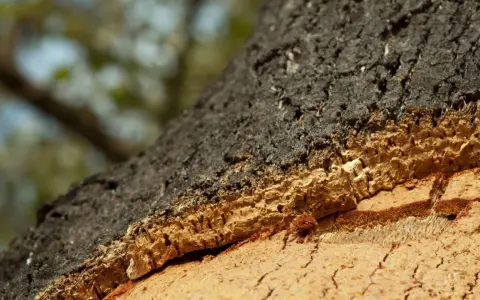 Struttura stratificata di un tronco d'albero, con corteccia scura e interno poroso che dimostra come il sughero è ignifugo.