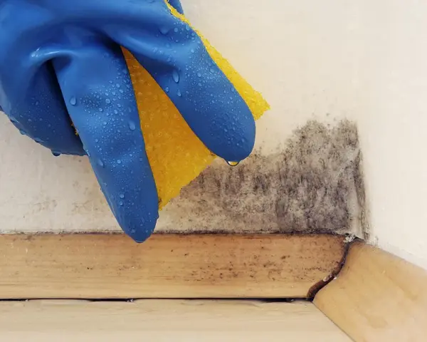 Mano con guanto blu e spugna gialla pulisce la muffa da un angolo. Un passo per togliere odore di muffa dal compensato.