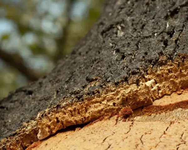 Struttura stratificata di un tronco d'albero, con corteccia scura e interno poroso che dimostra come il sughero è ignifugo.