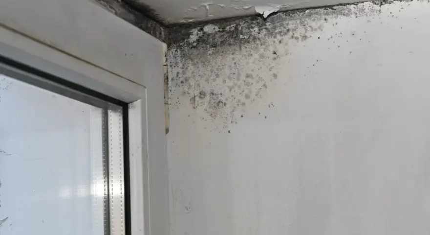Angolo di una stanza con evidenti danni da infiltrazioni acqua piovana, muffa nera e scrostamenti sul soffitto e sulla parete vicino al serramento.