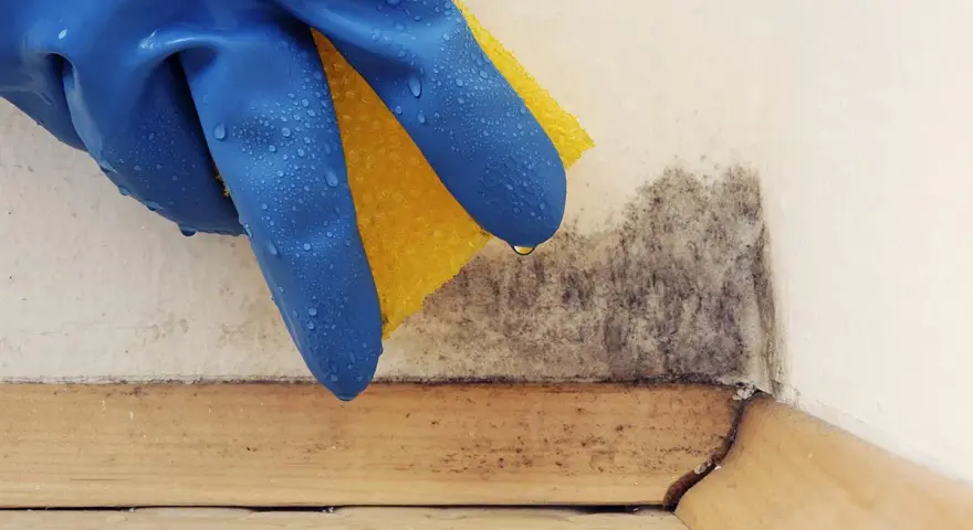 Mano con guanto blu e spugna gialla pulisce la muffa da un angolo. Un passo per togliere odore di muffa dal compensato.
