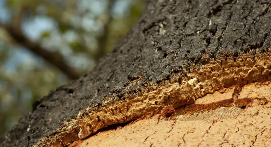 Struttura stratificata di un tronco d'albero, con corteccia scura e interno poroso che dimostra come il sughero è ignifugo.