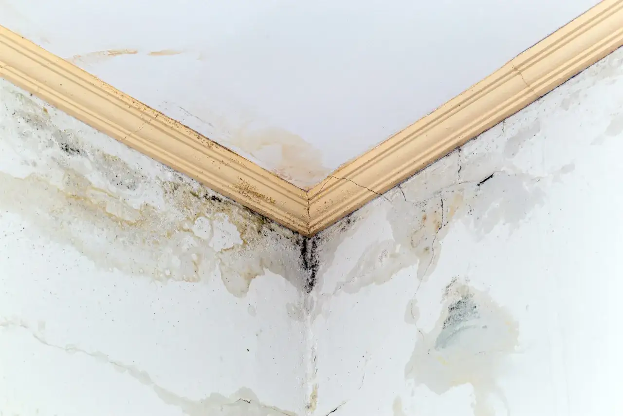 Angolo di una stanza con soffitto e pareti macchiati e ammuffiti, evidenti danni da infiltrazioni acqua piovana.