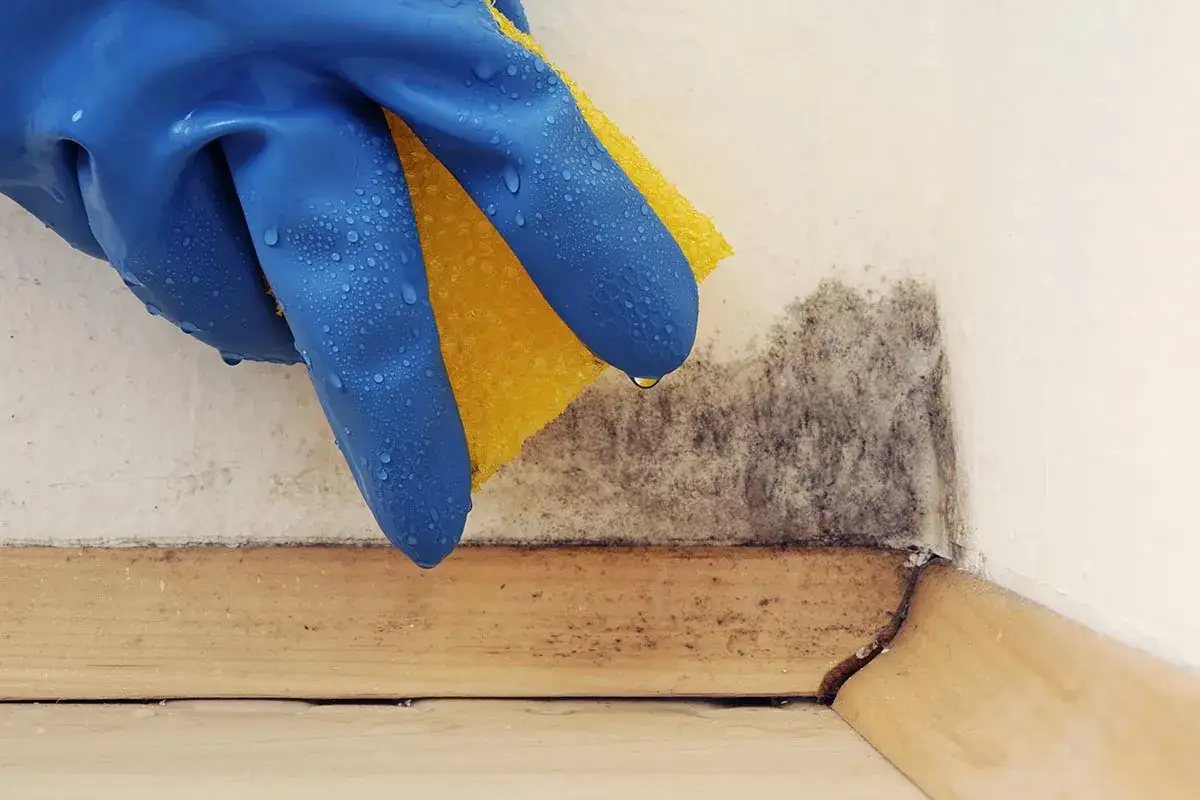 Mano con guanto blu e spugna gialla pulisce la muffa da un angolo, un passo per togliere odore di muffa dal compensato.